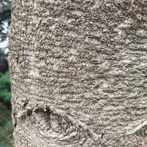 Abies nordmanniana Bark