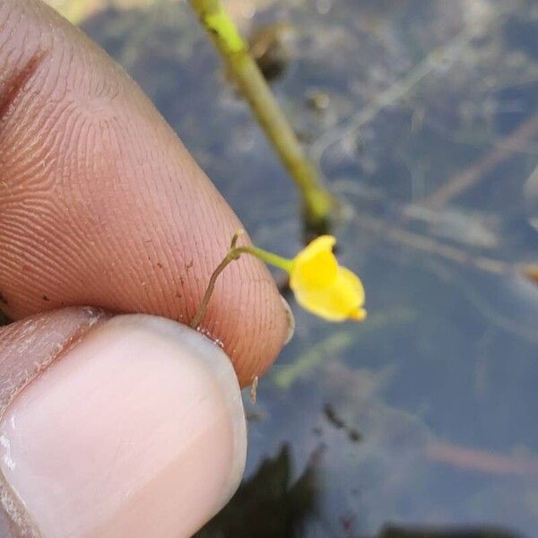 Utricularia gibba Fleur