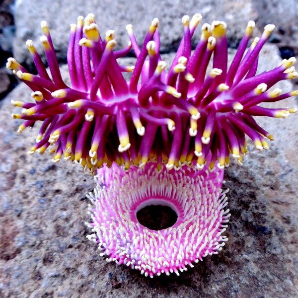 Couroupita guianensis Flower