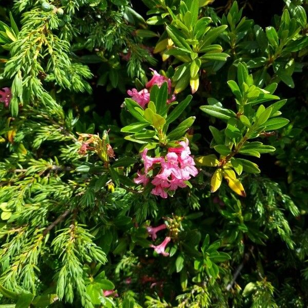 Rhododendron hirsutum 花