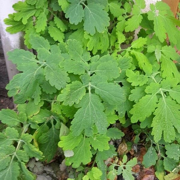 Chelidonium majus Облик