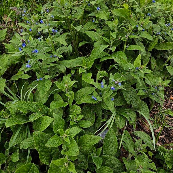 Pentaglottis sempervirens عادت داشتن