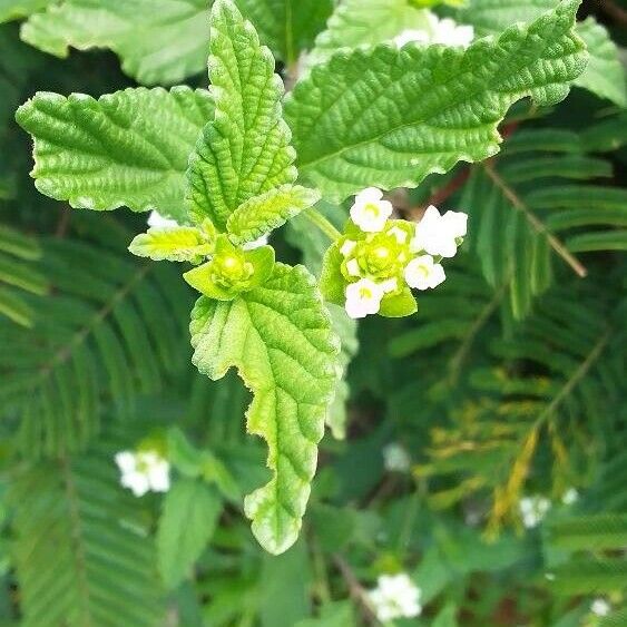 Lippia javanica Flower