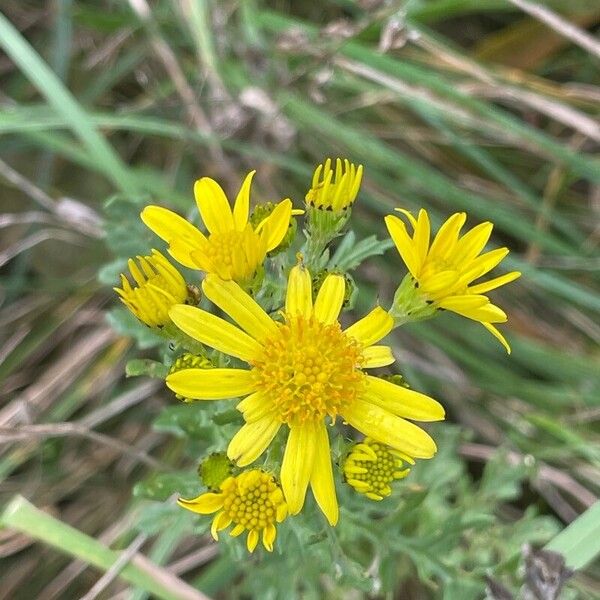 Jacobaea erucifolia फूल