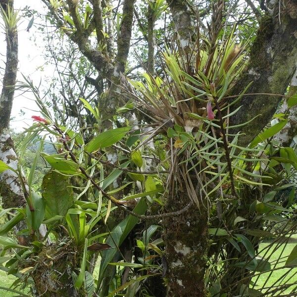 Columnea linearis