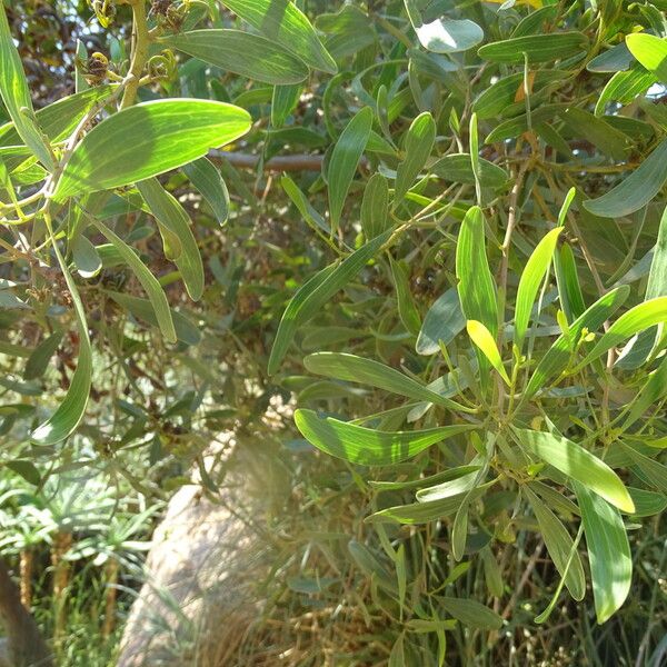 Acacia melanoxylon Blad