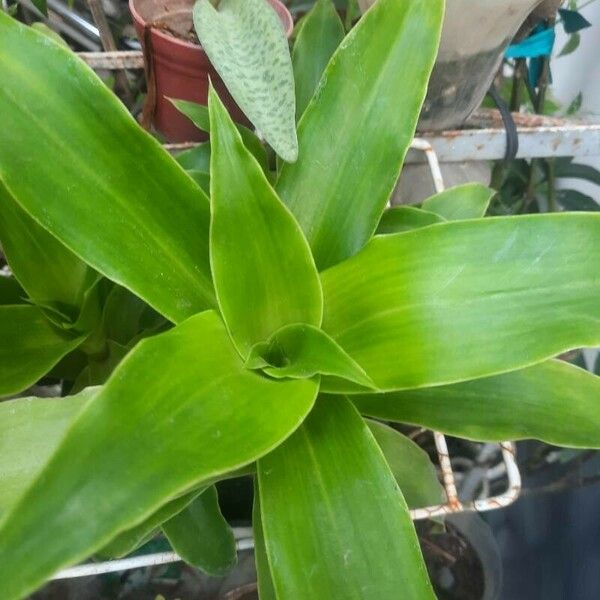 Callisia fragrans Lehti