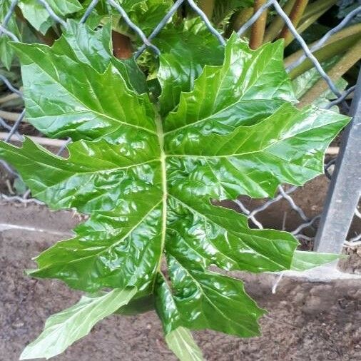 Acanthus mollis Leaf