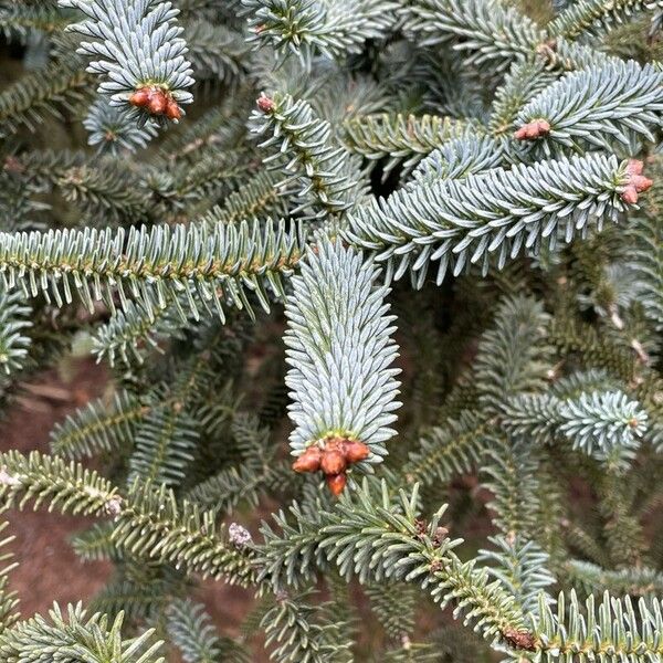 Abies pinsapo 葉