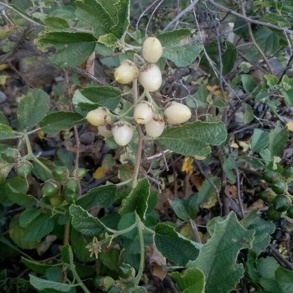 Cordia lutea Leaf