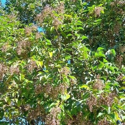 Ligustrum lucidum Habitus