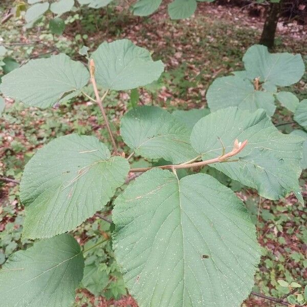 Viburnum lantanoides পাতা