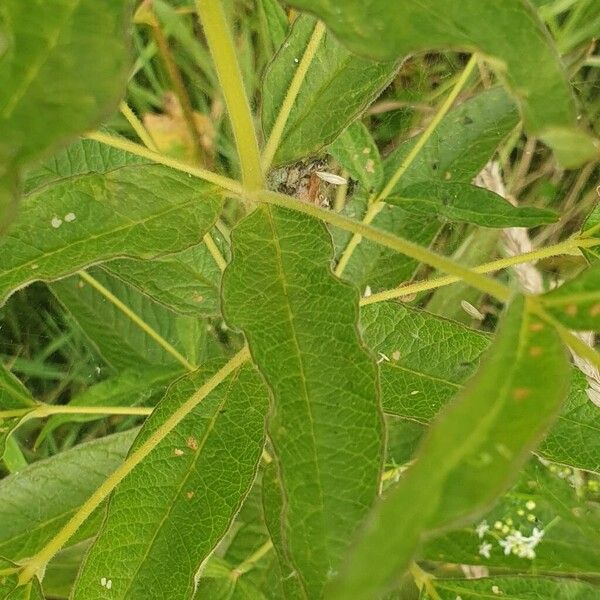 Lysimachia vulgaris Fulla