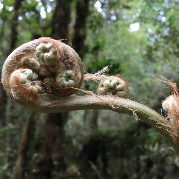 Lophosoria quadripinnata Fuelha