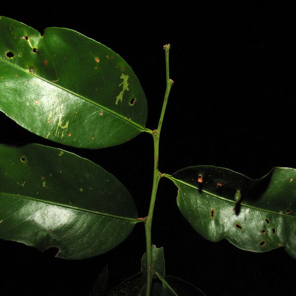 Maytenus floribunda Leaf