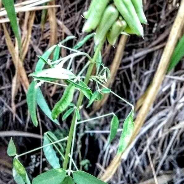 Crotalaria juncea 葉