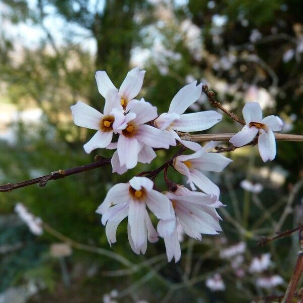 Abeliophyllum distichum Цвят