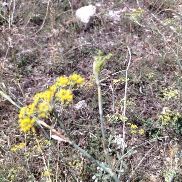 Foeniculum vulgare Blad