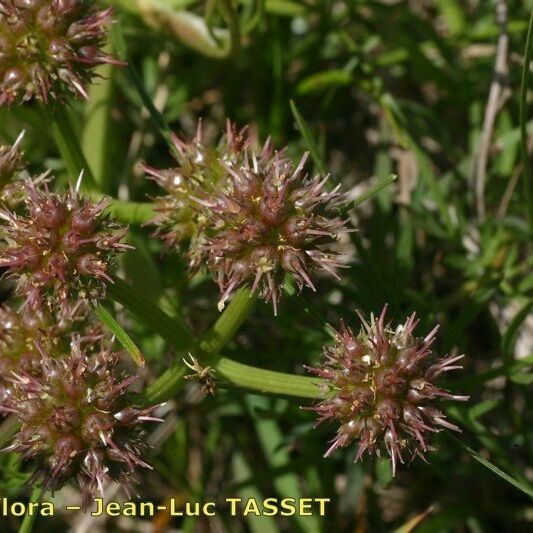 Oenanthe globulosa Fruit