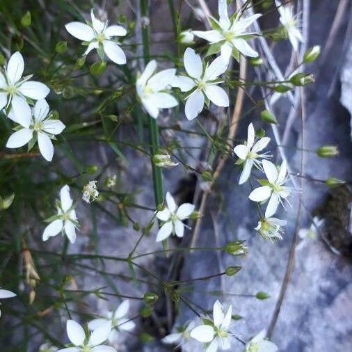 Facchinia grignensis Blomst