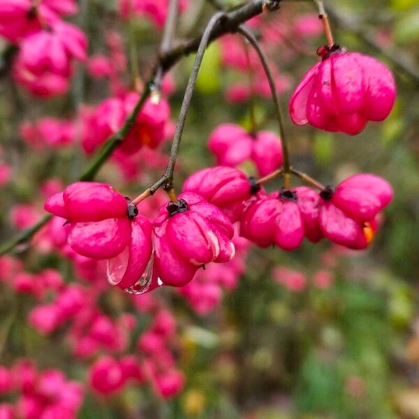 Euonymus europaeus Frukt