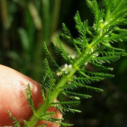 Myriophyllum verticillatum Floro