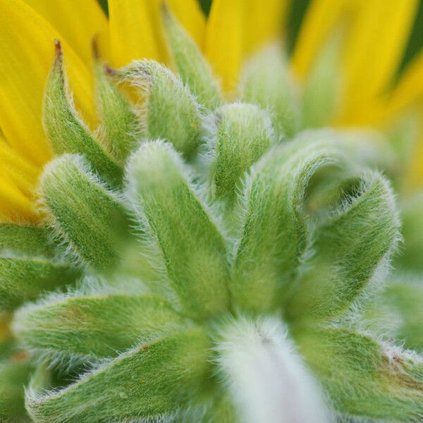 Helianthus mollis Blomst