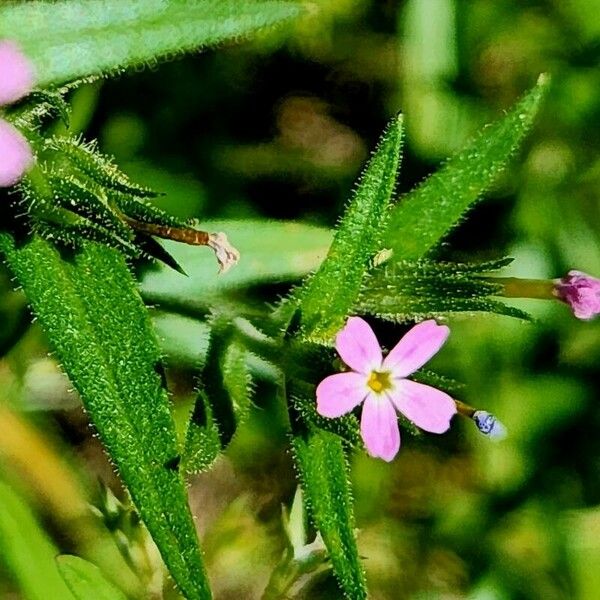 Microsteris gracilis फूल