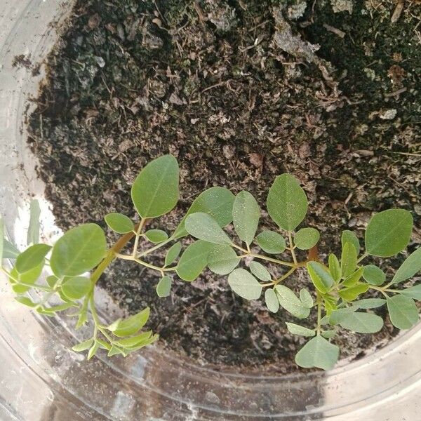 Moringa oleifera পাতা