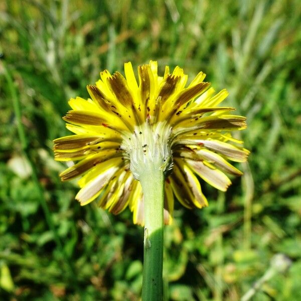 Hypochaeris radicata Çiçek