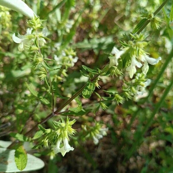 Stachys annua Leht