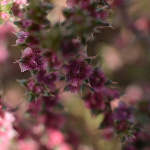 Salsola tragus Flower