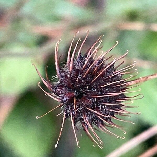 Geum urbanum Fruit