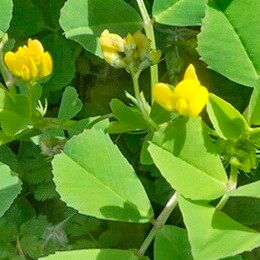 Medicago polymorpha Flower