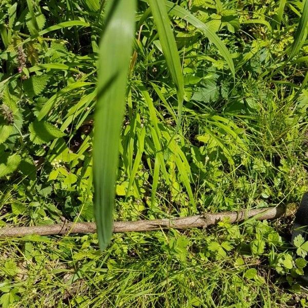 Bromopsis ramosa পাতা