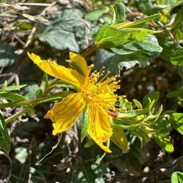 Hypericum annulatum 花