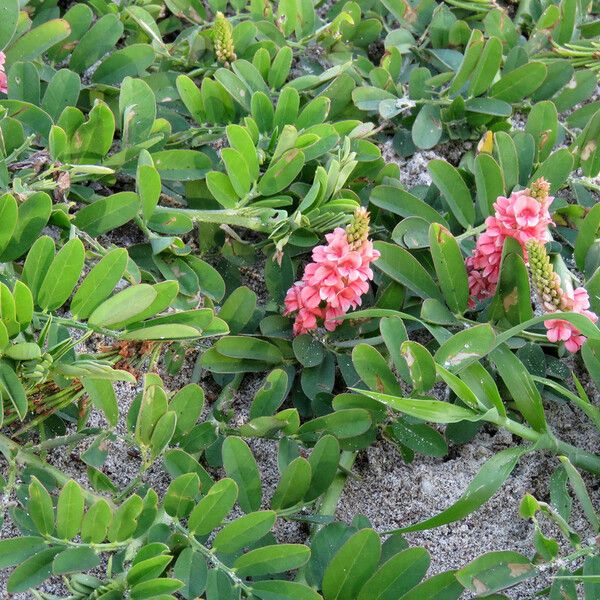 Indigofera spicata Květ