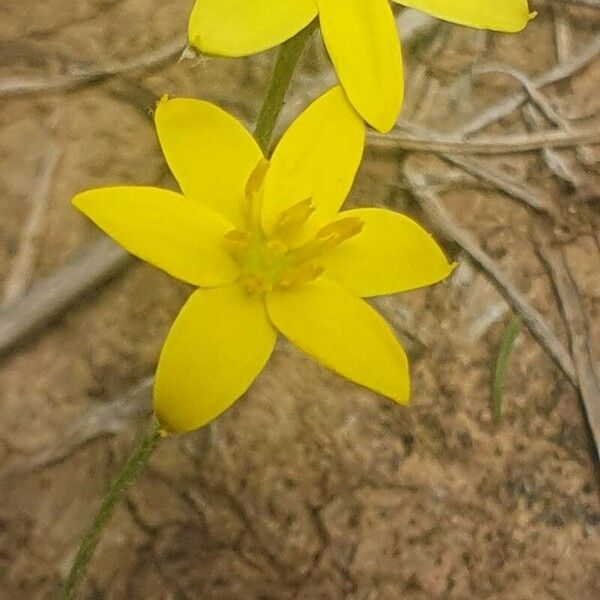 Hypoxis hirsuta Çiçek