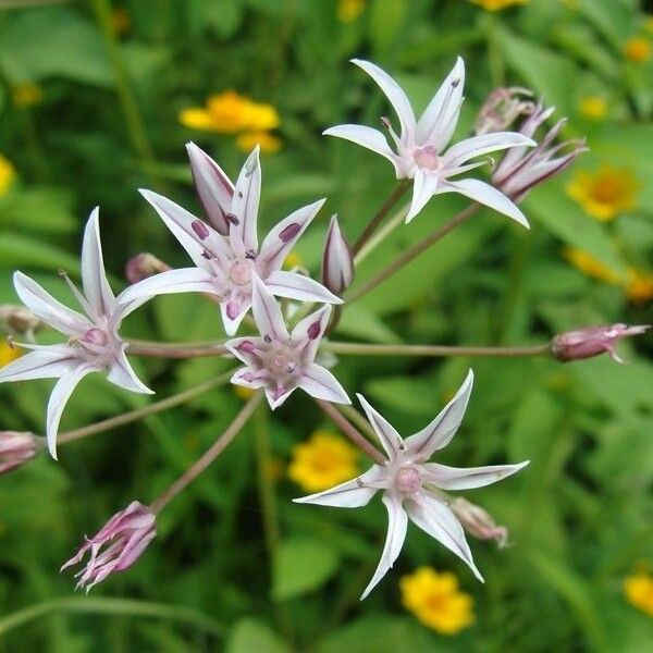 Allium glandulosum Flor