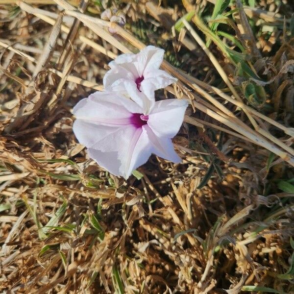 Ipomoea mombassana Цвят