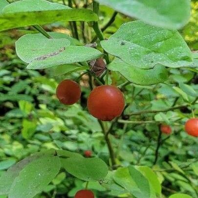 Vaccinium parvifolium Fruit