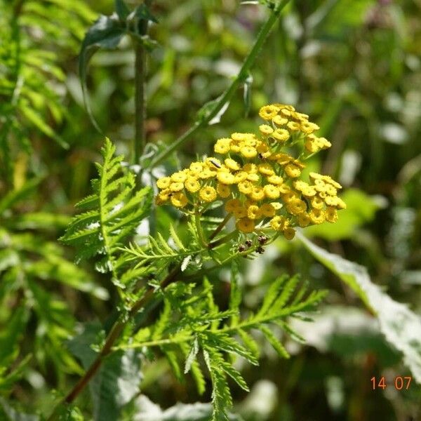 Tanacetum vulgare অভ্যাস