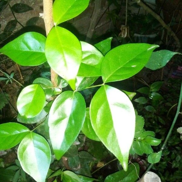 Eugenia uniflora Blad