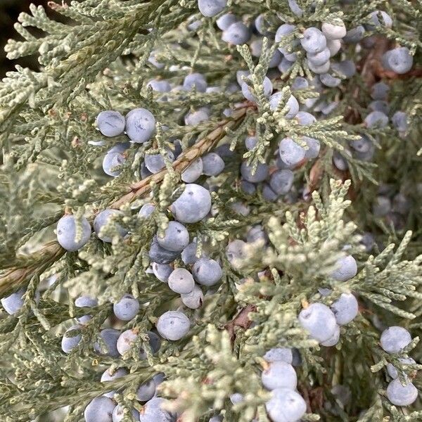 Juniperus scopulorum Плод