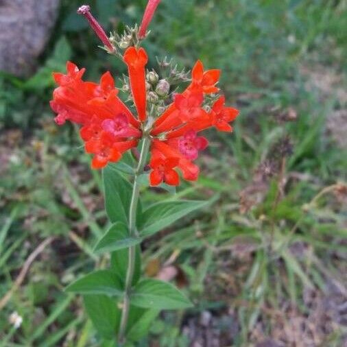 Bouvardia ternifolia Cvet