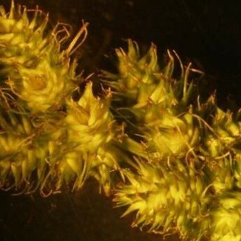 Carex vulpinoidea Žiedas