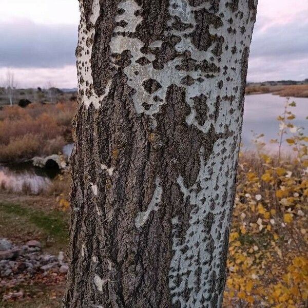 Populus tremula Escorça