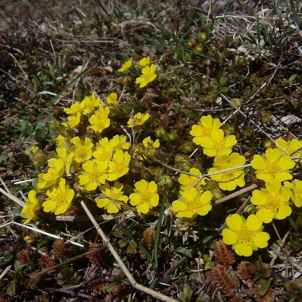 Potentilla crantzii Çiçek