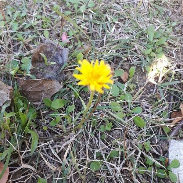 Taraxacum palustre Flower