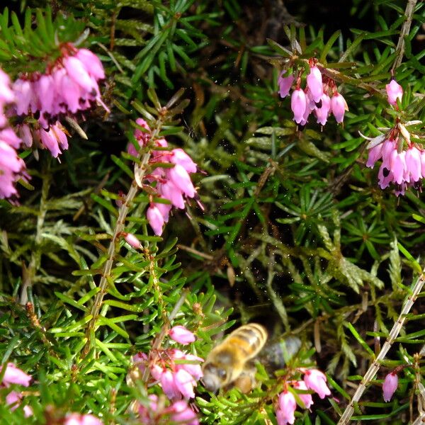 Erica carnea Žiedas